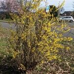 Forsythia intermedia Habitatea