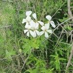 Pelargonium multibracteatum Flower