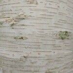 Betula ermanii 樹皮