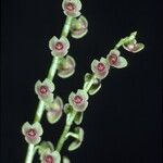 Stelis papaquerensis Λουλούδι