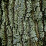 Quercus dentata Bark