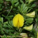 Ononis striata Flower
