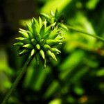 Ranunculus macounii Fruit