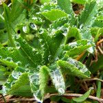 Alchemilla subcrenata Feuille