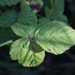 Rubus camptostachys 葉