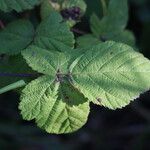 Rubus camptostachys Folha