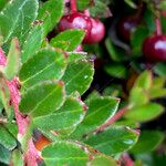 Gaultheria myrsinoides List