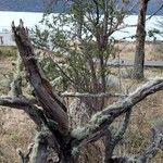 Nothofagus pumilio Habitat