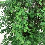 Amelanchier alnifolia Листок