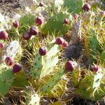 Opuntia strictaFolha