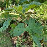 Gunnera tinctoriaLeht