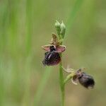 Ophrys ferrum-equinum Flower