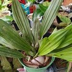 Coelogyne pallida ഇല