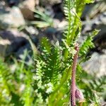 Pedicularis rostratospicata 葉