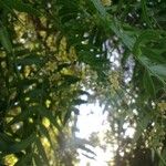 Schinus molle 花