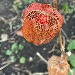 Physalis alkekengi Fruit