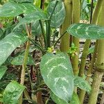 Aglaonema commutatum Habitat