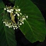 Begonia convallariodora Flor