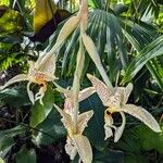 Stanhopea whittenii