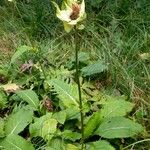 Cirsium oleraceum Schors