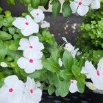 Catharanthus coriaceus 花