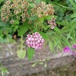 Spiraea japonicaফুল