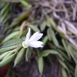 Afropectinariella gabonensis Flower