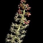 Fortunearia sinensis ফুল