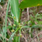 Cyperus alopecuroides 花