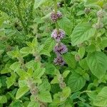 Mentha arvensis Fiore