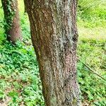 Pinus heldreichii Casca