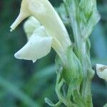 Pedicularis ascendens Flower