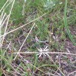 Lithophragma glabrum Агульны выгляд