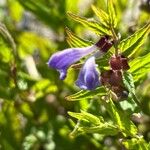 Scutellaria galericulataFlower