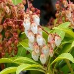 Pieris japonica 葉