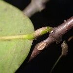 Landolphia ligustrifolia Otro