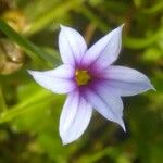 Sisyrinchium rosulatum പുഷ്പം