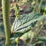 Verbascum phoeniceum Blad