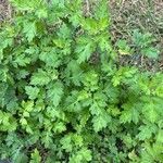 Artemisia princeps Feuille