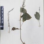 Rhynchoglossum obliquum Other