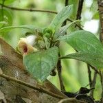 Drymonia alloplectoides Агульны выгляд