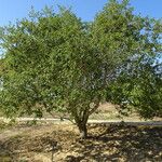 Quercus agrifolia Hábito