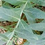 Mentha longifolia Leaf