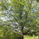 Quercus robur Libunga