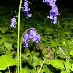 Hyacinthoides non-scripta Flor