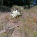 Cephalaria leucantha Fleur