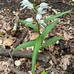 Cephalanthera longifoliaFlor