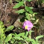 Cistus symphytifolius Цветок