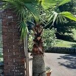 Washingtonia filifera অভ্যাস