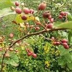 Cotoneaster integerrimus Frugt